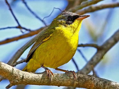 Arañero cara negra/Masked Yellowthroat Arañero cara negra/Masked Yellowthroat
