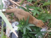Comadreja colorada/Thick-tailed Opossum Comadreja colorada/Thick-tailed Opossum