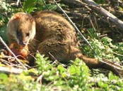 Comadreja colorada/Thick-tailed Opossum Comadreja colorada/Thick-tailed Opossum