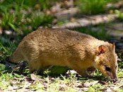 Comadreja colorada/Thick-tailed Opossum Comadreja colorada/Thick-tailed Opossum