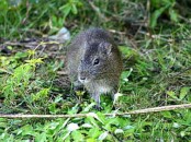 Cuis/Brazilian Guinea Pig