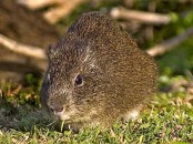 Cuis/Brazilian Guinea Pig