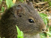 Cuis/Brazilian Guinea Pig