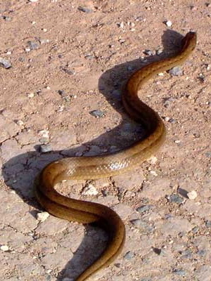 Culebra ocrácea Thamnodynastes strigatus Reserva Ecológica