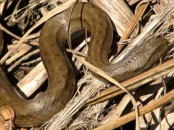 Culebra ocrácea/Tree Coastal Housesnake
