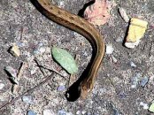 Culebra ojo de gato/Sand Coastal Housesnake