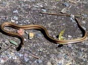 Culebra ojo de gato/Sand Coastal Housesnake