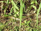 Culebra parda/Water Snake