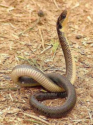 Culebra parda/Water Snake
