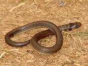 Culebra parda/Water Snake
