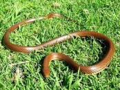 Culebra ratonera/Brown mussurana