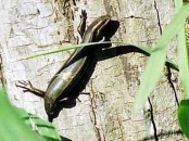 Lagartija de las cortaderas/Mabuya
