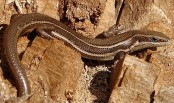Lagartija de las cortaderas/Mabuya