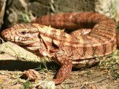 Lagarto colorado/Red Tegu Lizard