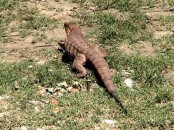 Lagarto colorado/Red Tegu Lizard