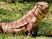 Lagarto colorado/Red Tegu Lizard