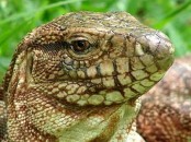 Lagarto colorado/Red Tegu Lizard