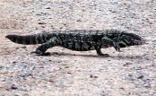 Lagarto overo/Black-and-white Tegu Lizard