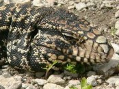 Lagarto overo/Black-and-white Tegu Lizard