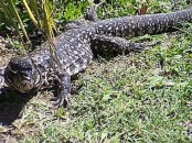 Lagarto overo/Black-and-white Tegu Lizard
