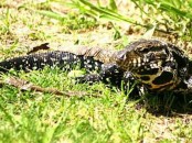 Lagarto overo/Black-and-white Tegu Lizard