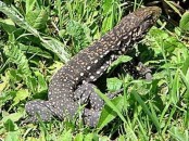 Lagarto overo/Black-and-white Tegu Lizard