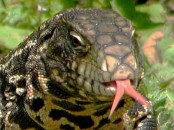 Lagarto overo/Black-and-white Tegu Lizard