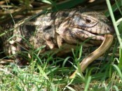 Lagarto overo/Black-and-white Tegu Lizard