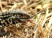 Lagarto overo/Black-and-white Tegu Lizard