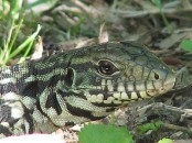 Lagarto overo/Black-and-white Tegu Lizard