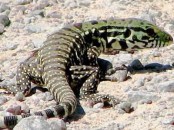 Lagarto overo/Black-and-white Tegu Lizard