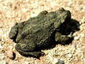 Sapito cavador/Bella Vista Toad