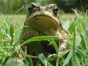 Sapito cavador/Bella Vista Toad