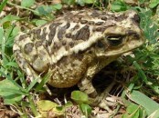 Sapito cavador/Bella Vista Toad