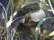 Sapo común/Common Toad