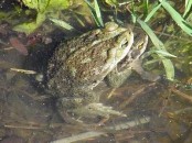 Sapo común/Common Toad