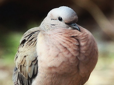 Torcaza común/Eared Dove Torcaza común/Eared Dove