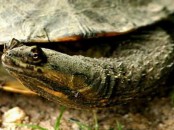 Tortuga cuello de serpiente/Snake-necked Turtle