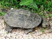 Tortuga cuello de serpiente/Snake-necked Turtle