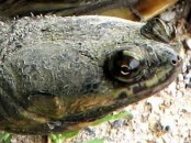 Tortuga cuello de serpiente/Snake-necked Turtle
