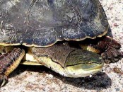 Tortuga de laguna/Side-necked Turtle