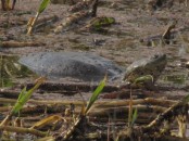 Tortuga de laguna/Side-necked Turtle