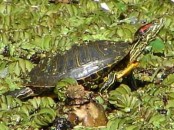 Tortuga de orejas rojas/Red-eared Turtle