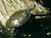 Tortuga de orejas rojas/Red-eared Turtle