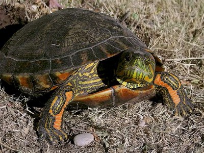 Tortuga pintada/Painted Turtle Tortuga pintada/Painted Turtle