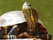 Tortuga pintada/Painted Turtle Tortuga pintada/Painted Turtle