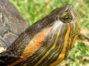 Tortuga pintada/Painted Turtle Tortuga pintada/Painted Turtle