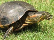 Tortuga pintada/Painted Turtle Tortuga pintada/Painted Turtle