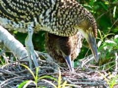 Hocó colorado/Rufescent Tiger-Heron Hocó colorado/Rufescent Tiger-Heron