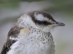 Calandria grande/Chalk-browed Mockingbird